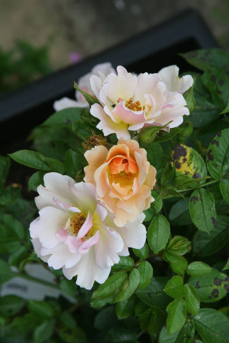 Jacqueline du Pré blossoming.jpg