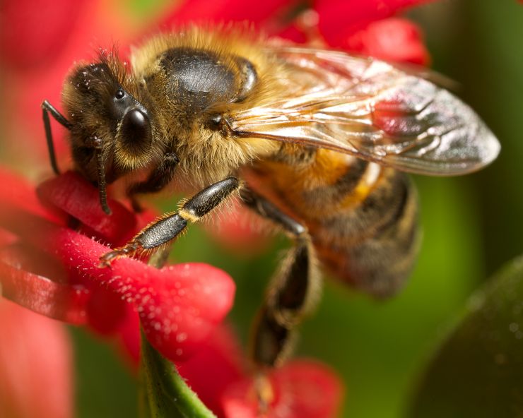 bee-on-a-grevillea-2021-08-26-16-38-30-utc.jpg