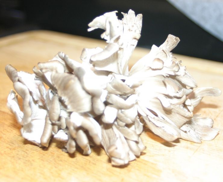 Maitake Mushrooms Edited.JPG