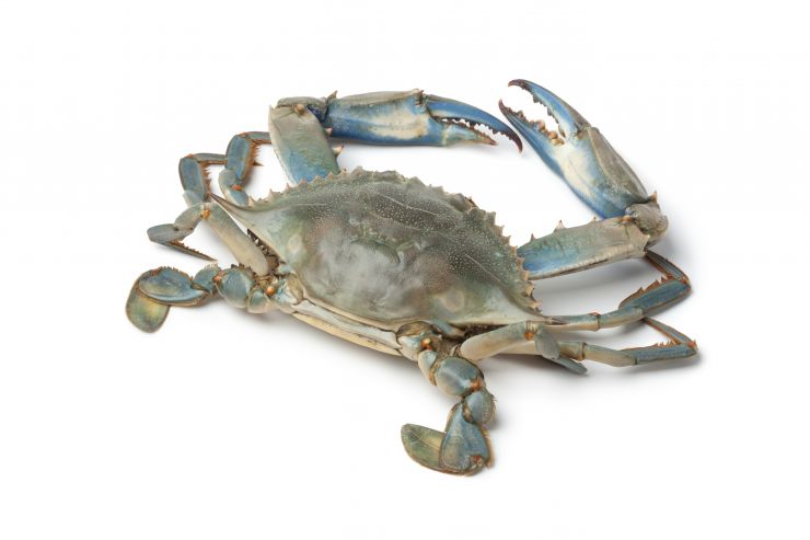 single-blue-crab-2021-08-26-16-56-33-utc.jpg