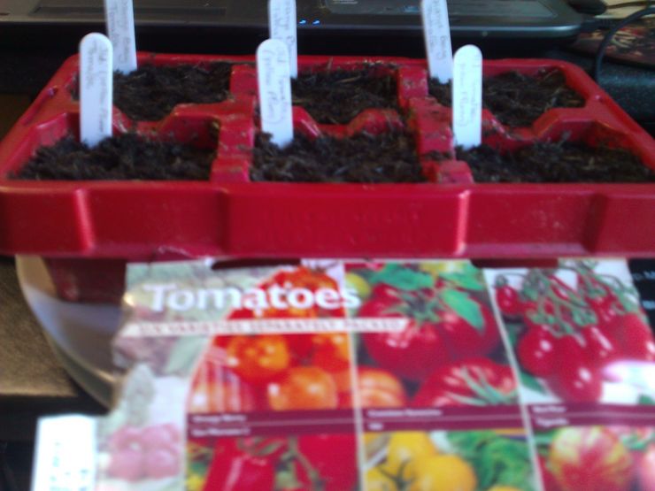 Tomatoes selection..jpg