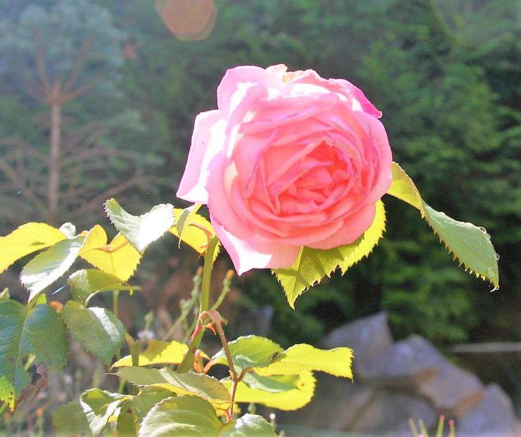 IMG_4602 Happy day Rose garden(2).JPG