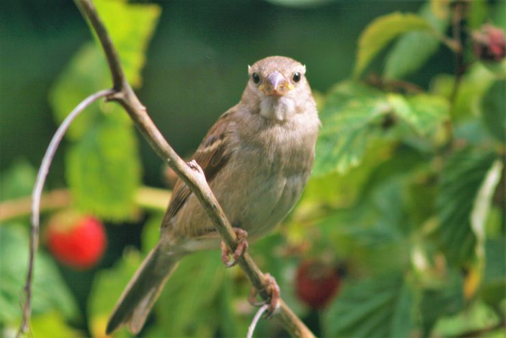 Sparrows love Raspberries.JPG