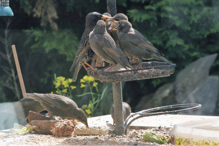 Busy Starling Mum.JPG