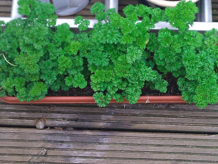 Curled Parsley.jpg