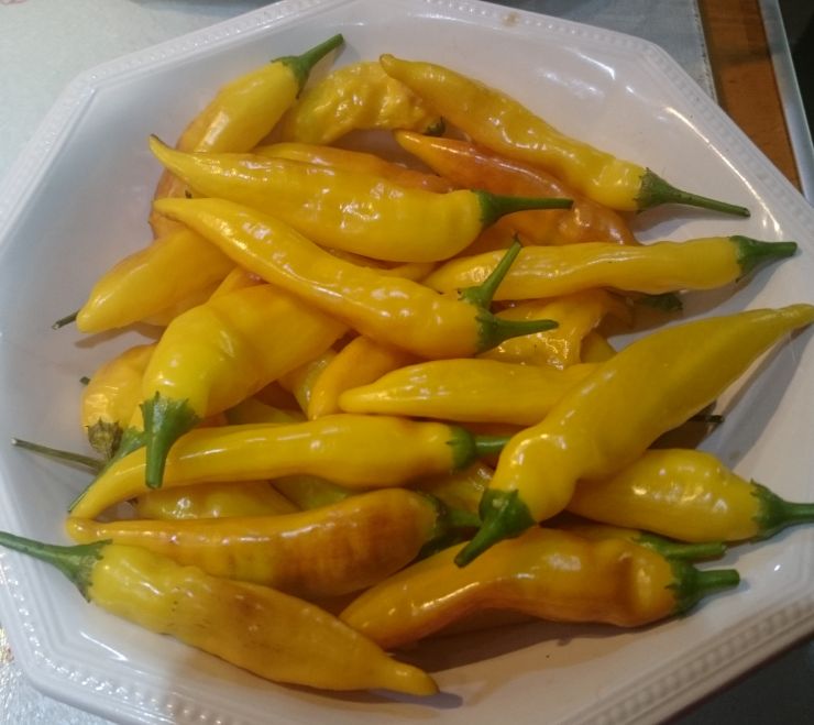 Lemon Drop Chillies Edited.jpg