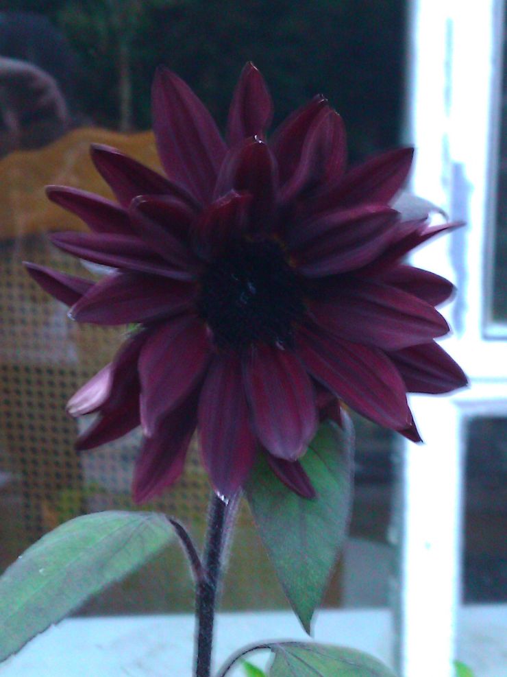 Sunflower Black Magic.jpg