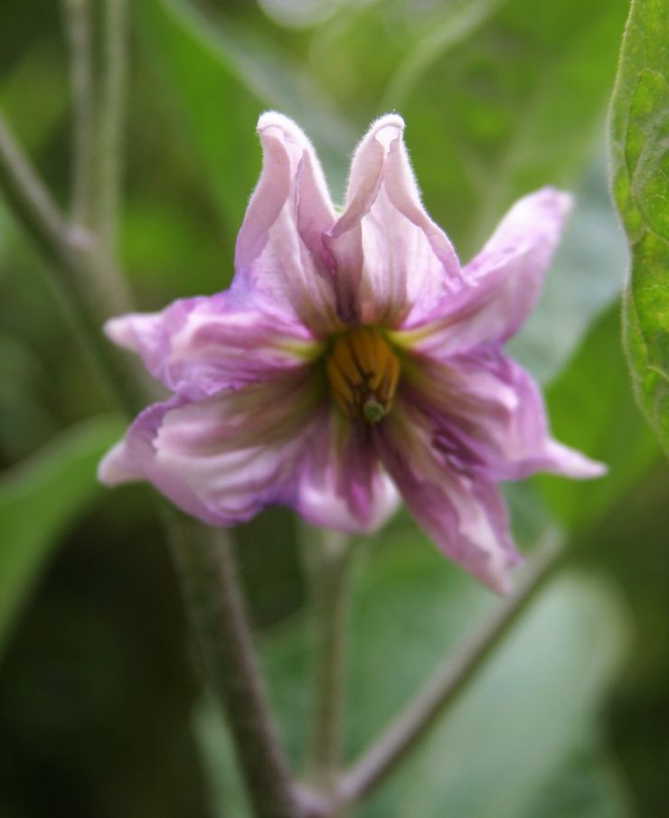 Potato flowers garden (2).JPG