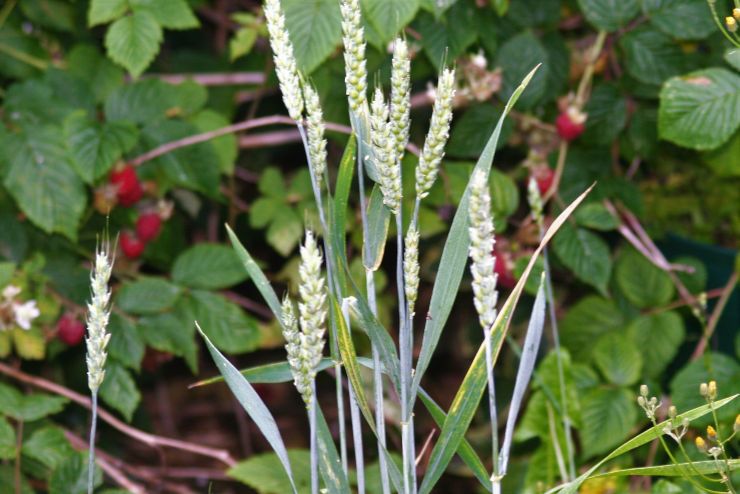 Bird Seeds By Products.JPG