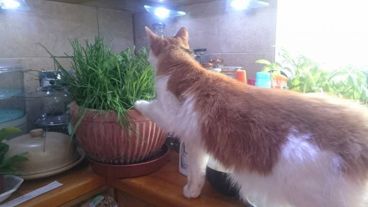 Tang investigating the Cat Garden.jpg