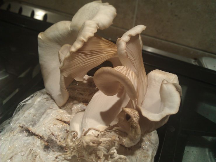 Oyster Mushrooms home grown.jpg