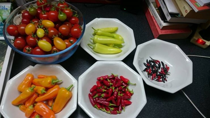 Chilli Harvest 2.jpg