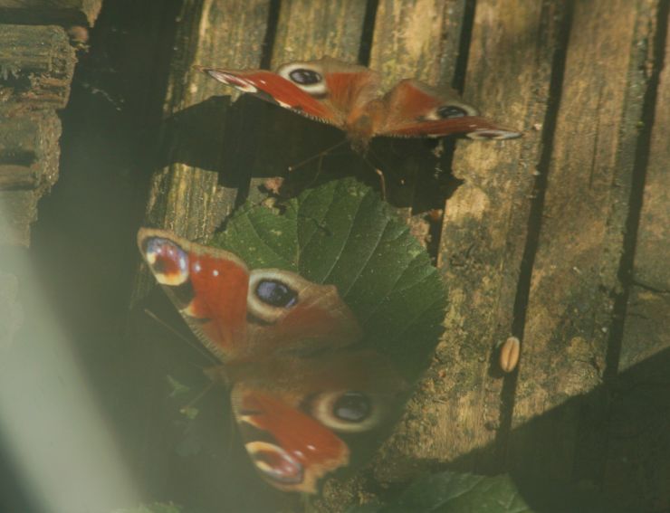 Butterfly courtship.JPG