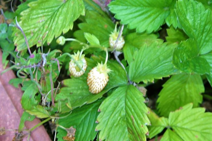 White Strawberries 2019.JPG