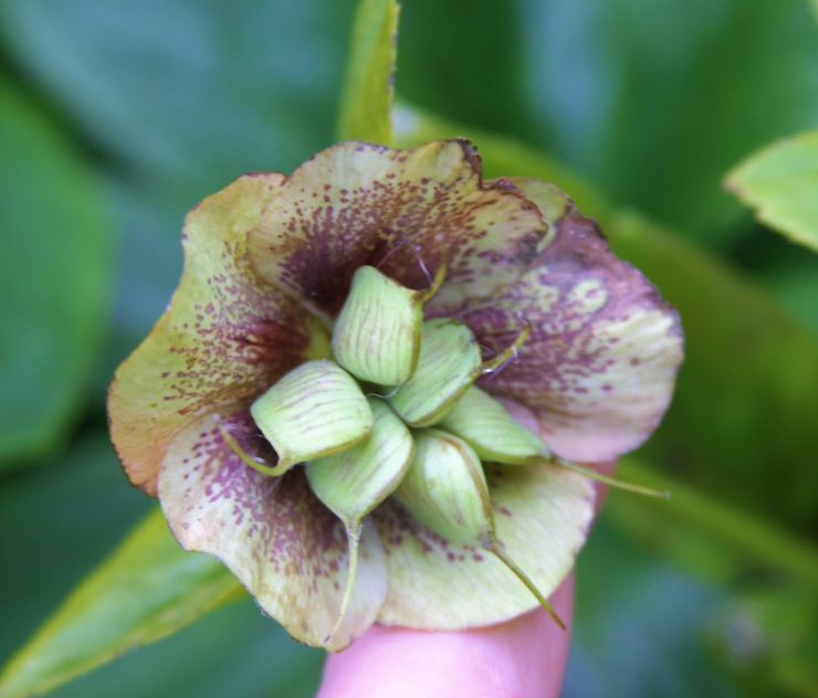 Hellebore podding 2022.JPG