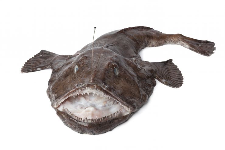 whole-fresh-monkfish-2021-08-26-16-56-22-utc.jpg
