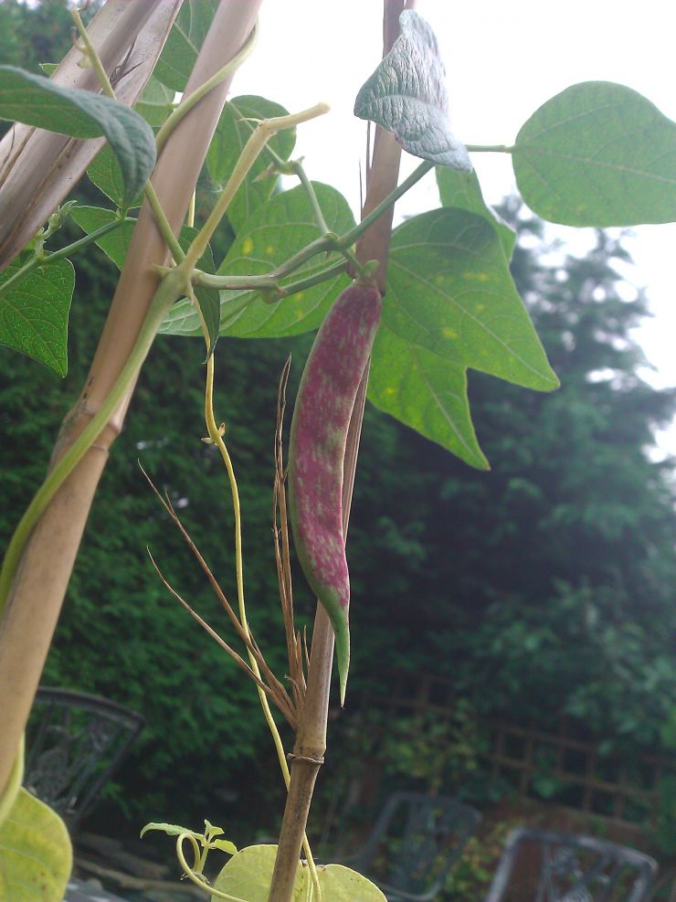 Borlotti Firetongue.jpg