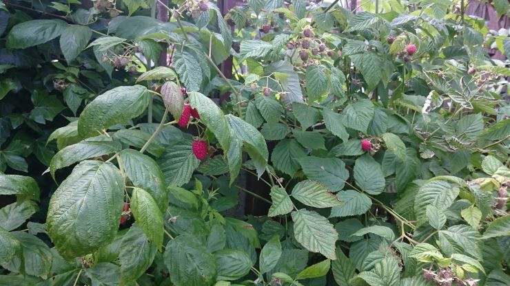 Raspberry Bush.JPG