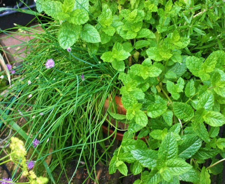 Chives in Flowers and Mint Edited 2017.jpg