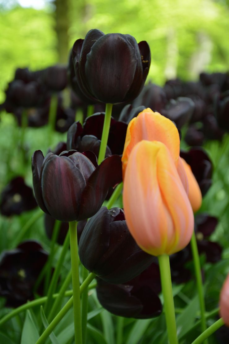orange-tulip-surrounded-by-black-tulips-2021-08-31-02-52-47-utc.jpg