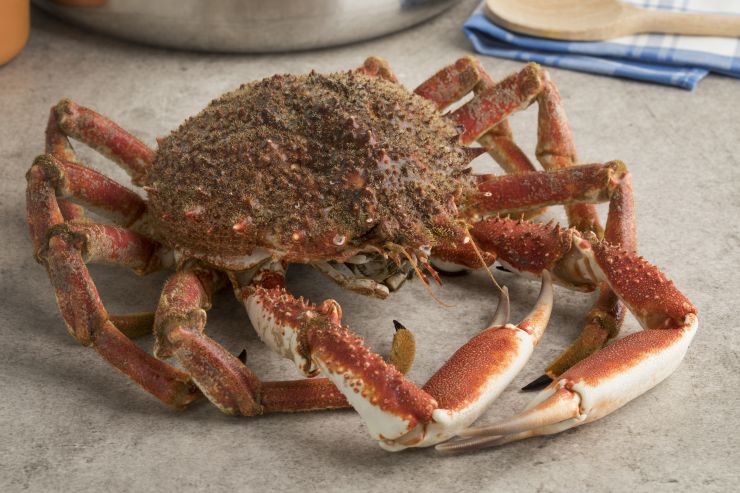 fresh-raw-spider-crab-2021-08-26-16-56-39-utc.jpg