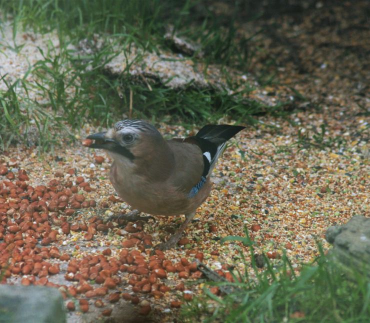 The Eating Jay.JPG