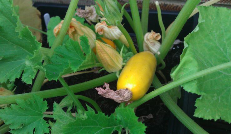 Yellow Courgettes.jpg
