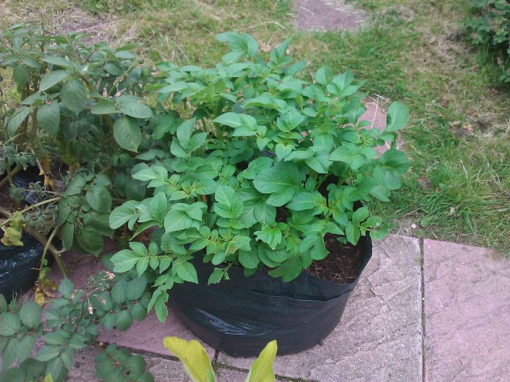 Baby potatoes plant.jpg