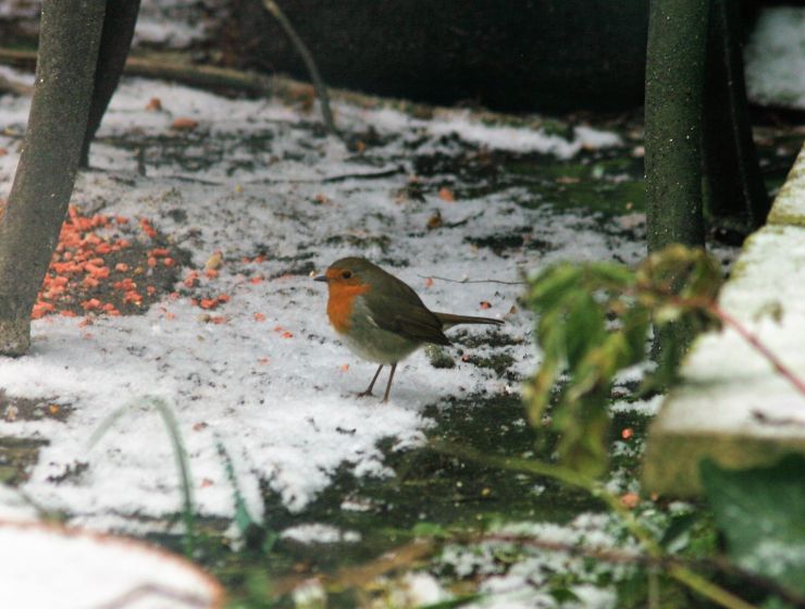 Robin in the snow garden.jpg