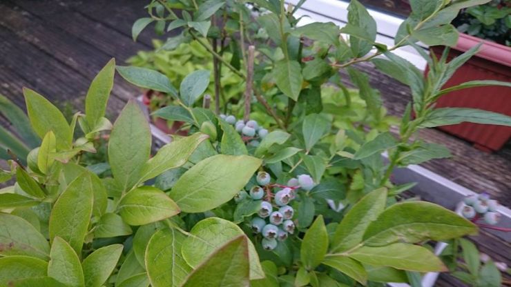 Our Blueberries 2016.jpg