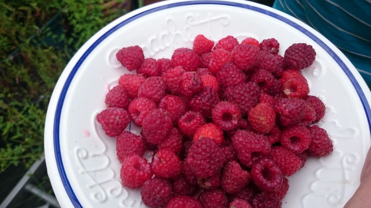 Raspberries 2.JPG