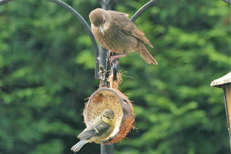 Blue Tit and young starling.JPG