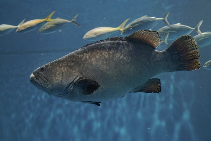 a-closeup-of-a-grouper-fish-2021-08-30-11-38-30-utc.jpg