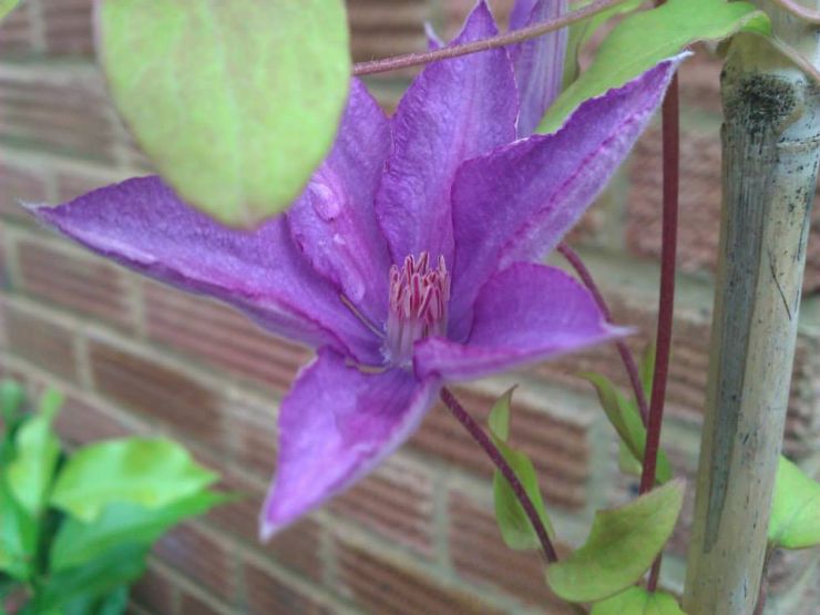 Dorothy Walton Clematis Flower.jpg