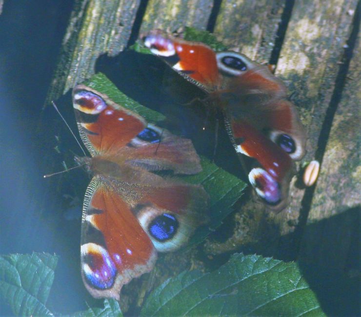 Courting Butterflies 2020Garden.jpg