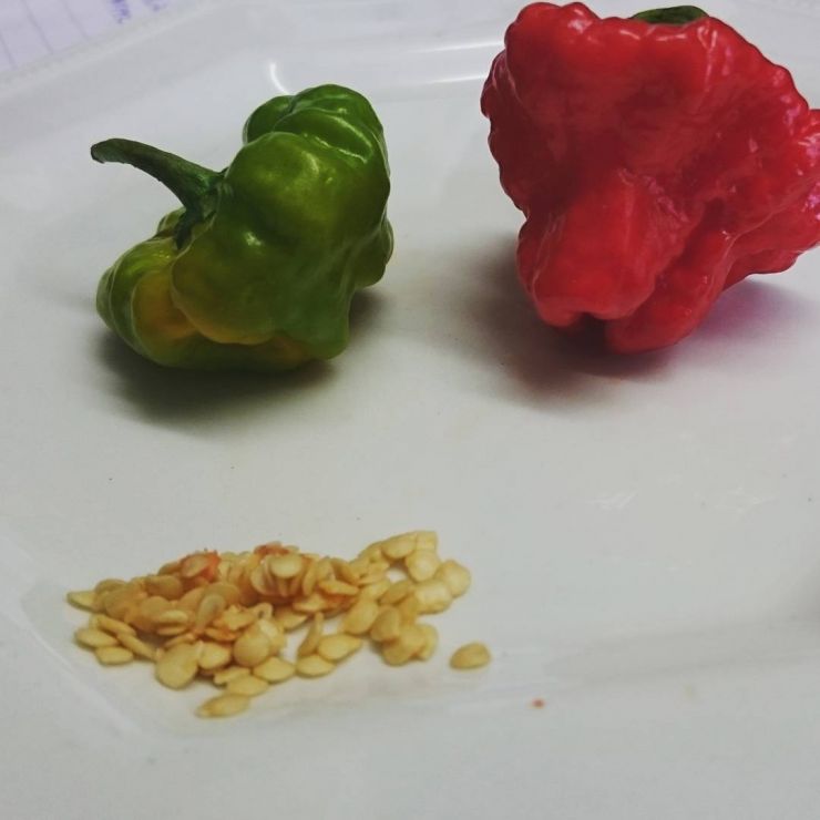 Scotch Bonnet Chilli and Seeds.jpg