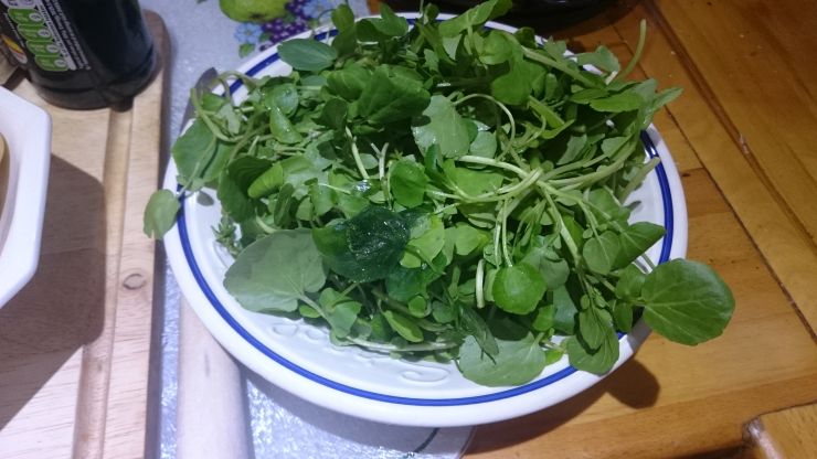 Lambs Lettuce.JPG