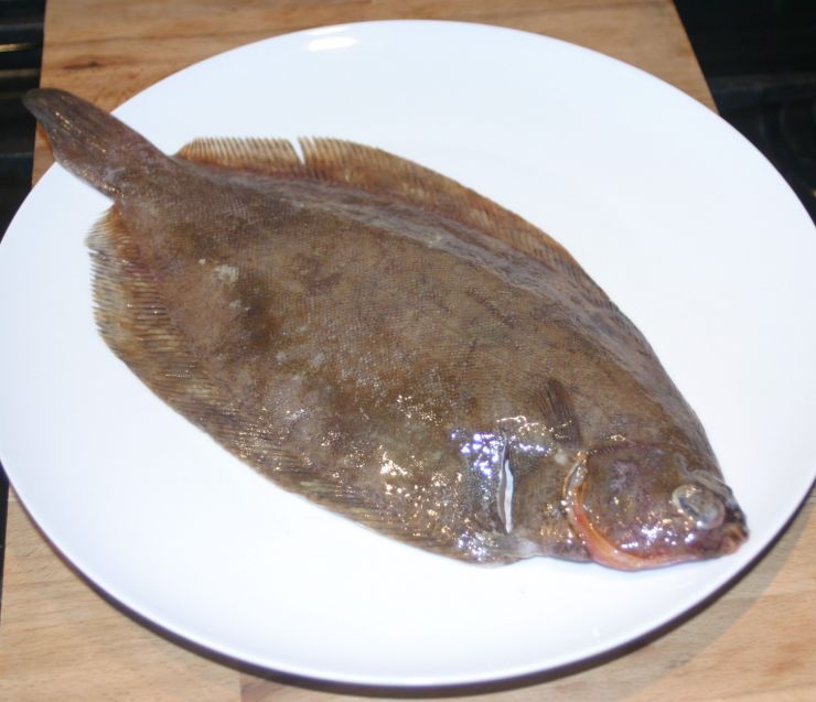 Lemon Sole Edited.JPG