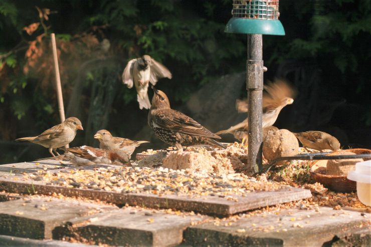 Young Starling and Sparrows on the Feed Table.JPG