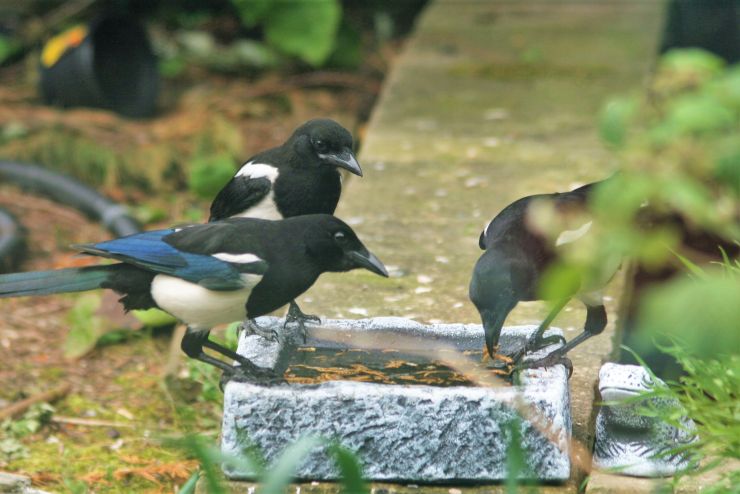 Three Magpies.JPG