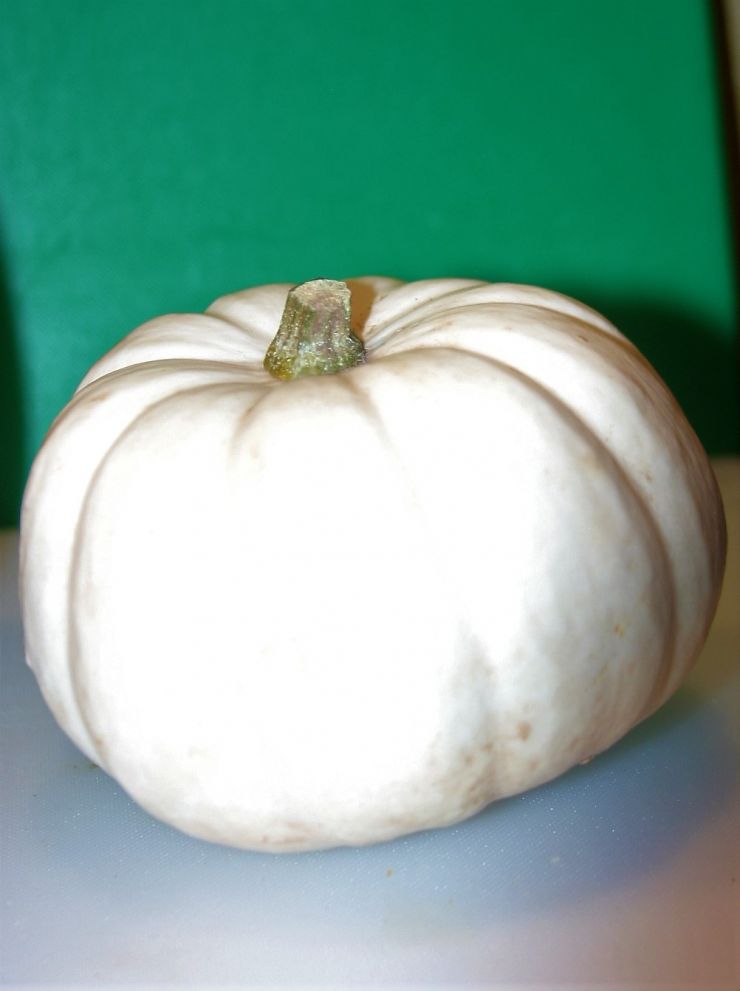 The White Ghost Mini Munckin Pumpkin(2).JPG