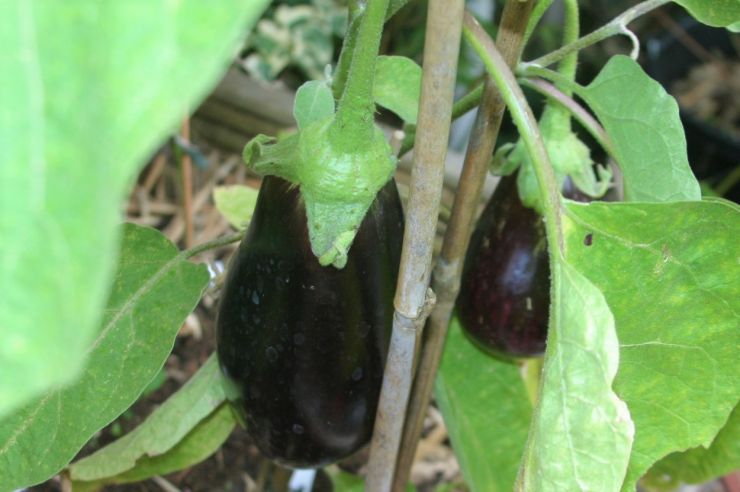 Our Aubergines Scorpio.JPG