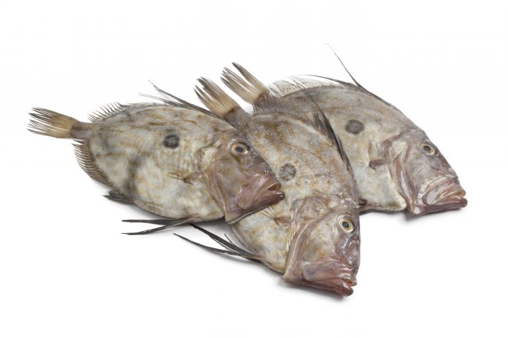 fresh-john-dory-fishes-2021-08-26-16-56-22-utc.jpg