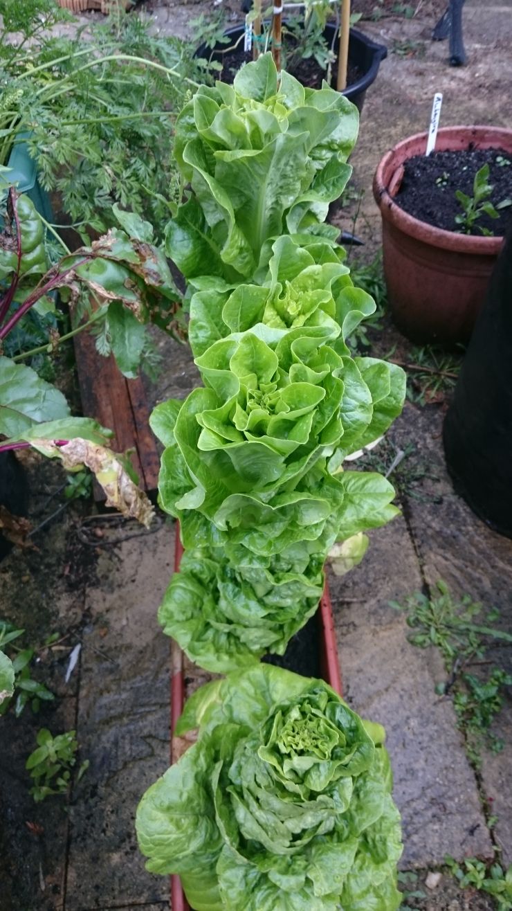 Gem Lettuce.JPG