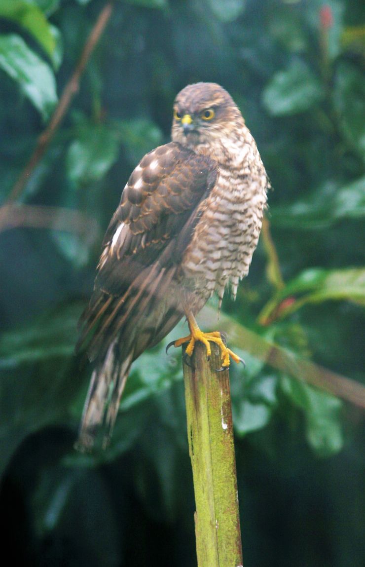 Sparrow hawk 2021 Garden.jpg