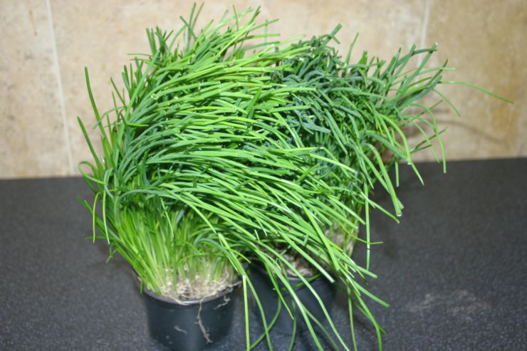 Chives.JPG