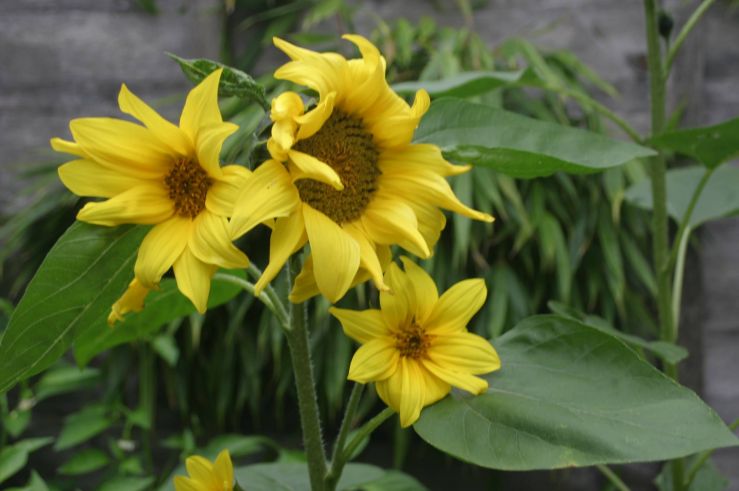 Sunflowers under the sky.jpg