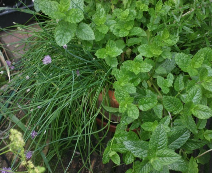 Chives and Mints from the Garden.jpg