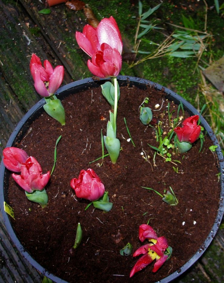 Van Eyck Tulips under the rain.JPG