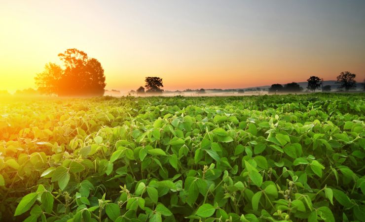 soybean-field-in-early-morning-2021-08-26-16-58-39-utc.jpg